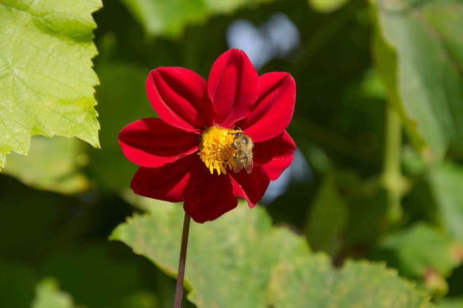 summer, red, flower bee, single, flowering plant, beauty in nature HD wallpaper