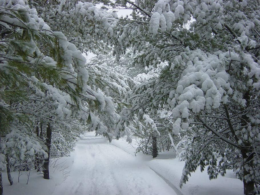 snow-plowed road near trees covered in snow at daytime, Winter HD wallpaper