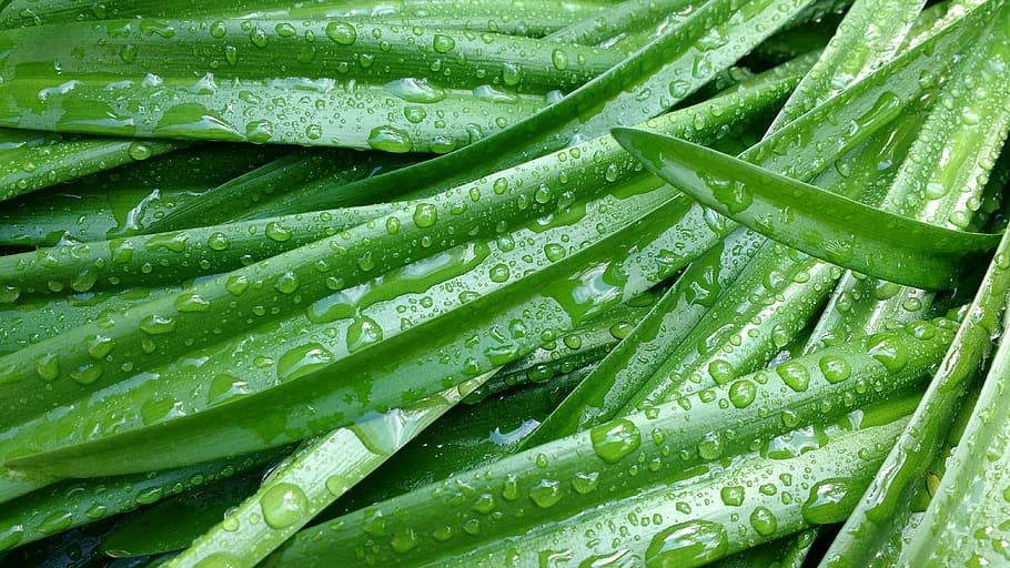 grass, plants, leaves, drops, drops of water, green, nature HD wallpaper