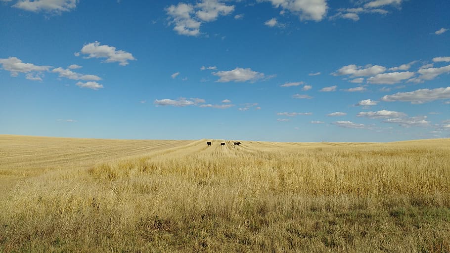 corn, sky, land, scene, field, agriculture, nature, landscape HD wallpaper