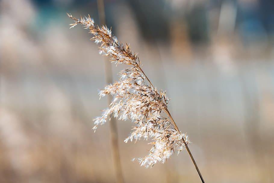 shallow focus photography of brown leafed plant, reed, sun HD wallpaper