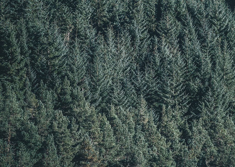 aerial photo of green trees, forest, gray, pines, wood, backgrounds, HD wallpaper