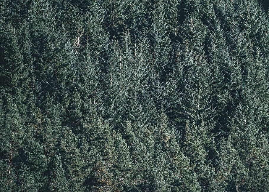 aerial photo of green trees, forest, gray, pines, wood, backgrounds HD wallpaper