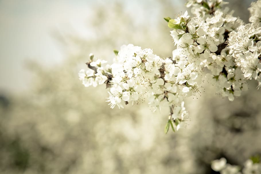 Blossom, Bloom, Tree, Nature, spring, plant, close, apple blossom HD wallpaper