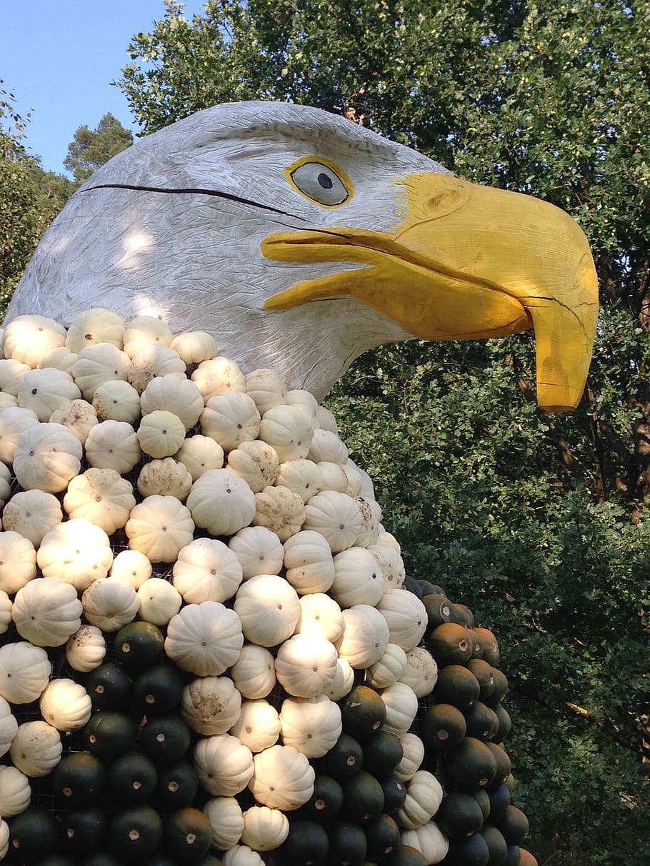 eagle, pumpkin, fall, bird, october, animal, animal themes HD wallpaper