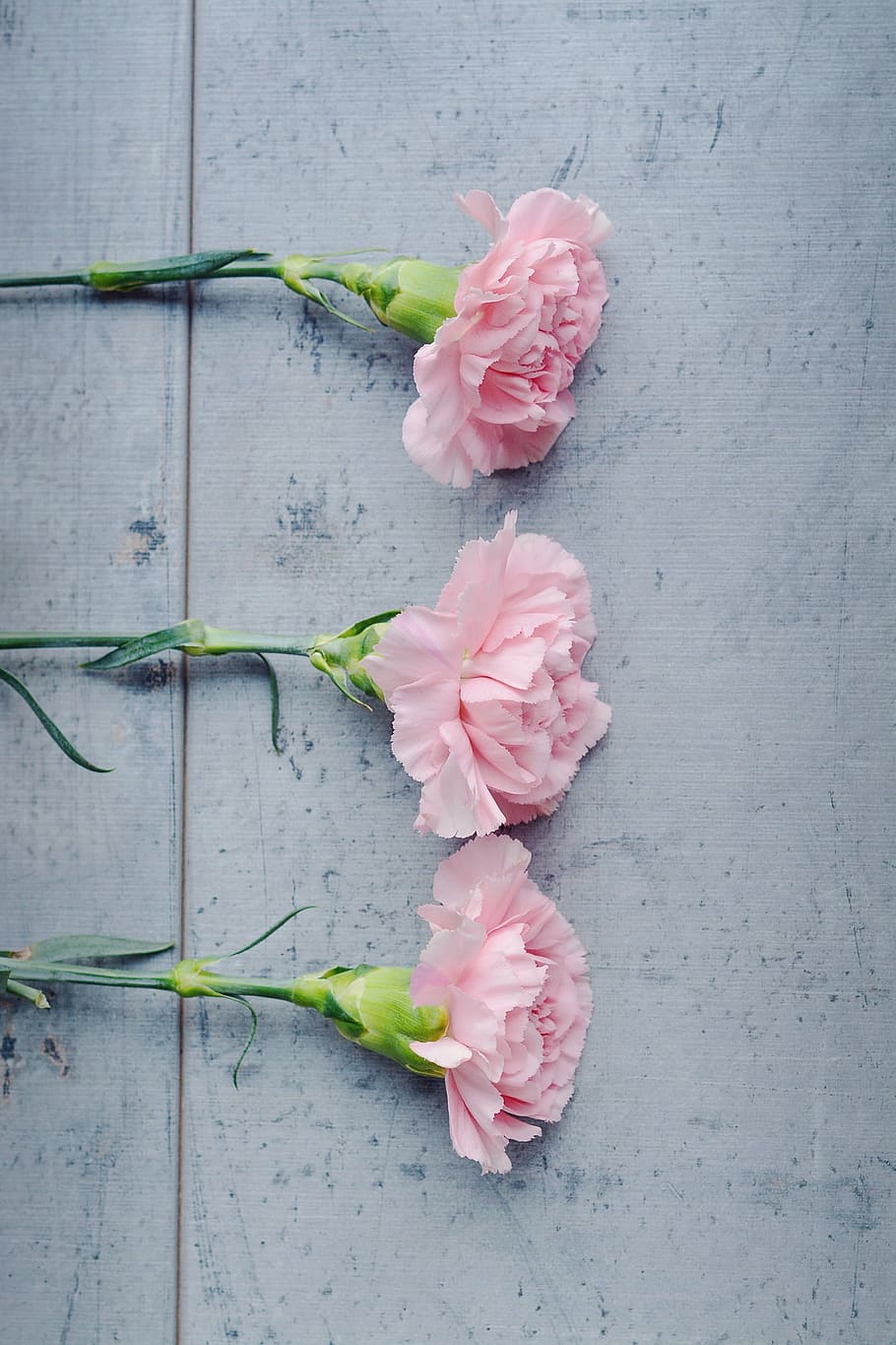 Hd Wallpaper Three Pink Flowers On White Surface Carnation Schnittblume Wallpaper Flare