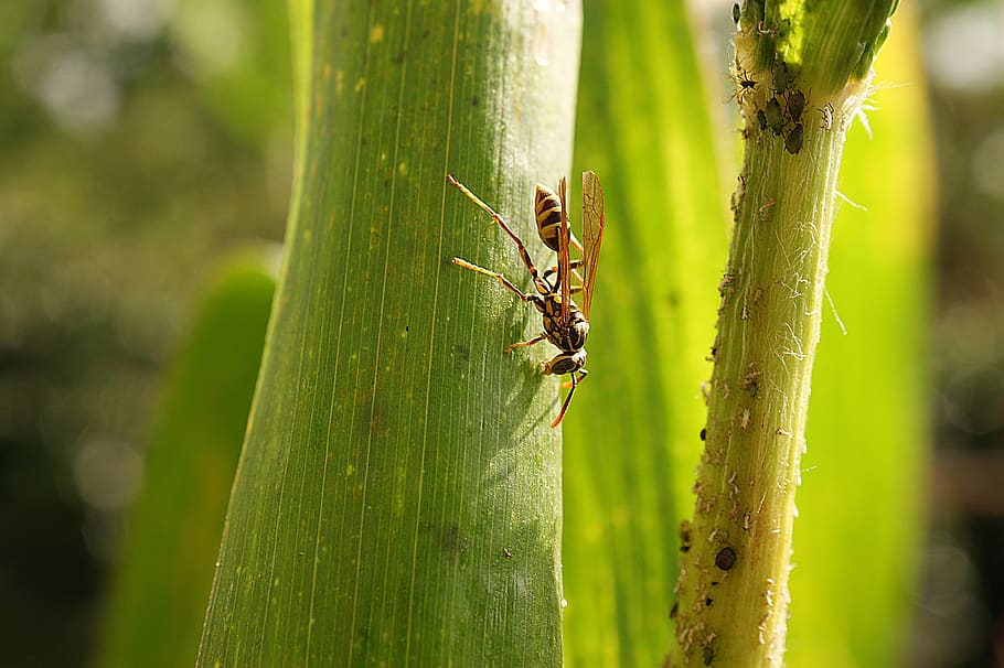 nature, insect, wasp, macro, bichito, animals in the wild, invertebrate HD wallpaper