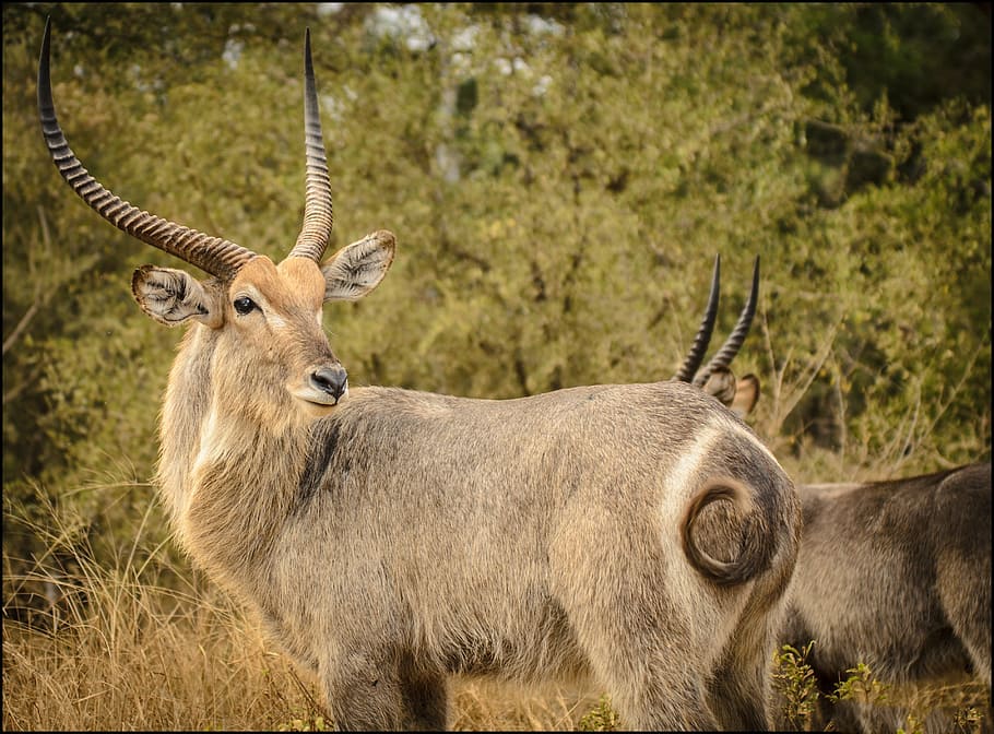 adult antelope, waterbuck, close, curl, tail, horns, detail HD wallpaper