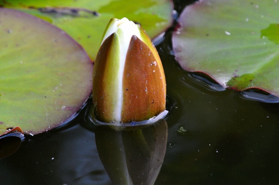 flower, water, pond, close-up, no people, fruit, freshness HD wallpaper