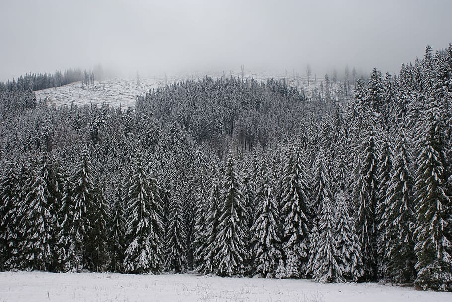 winter, white, forest, snow, cold temperature, plant, tree HD wallpaper
