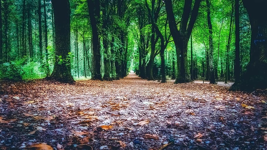 row of trees, woods, path, landscape, trail, green, scenic HD wallpaper