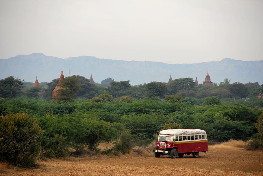 white and red bus beside tree during daytime, pagoda, myanmar