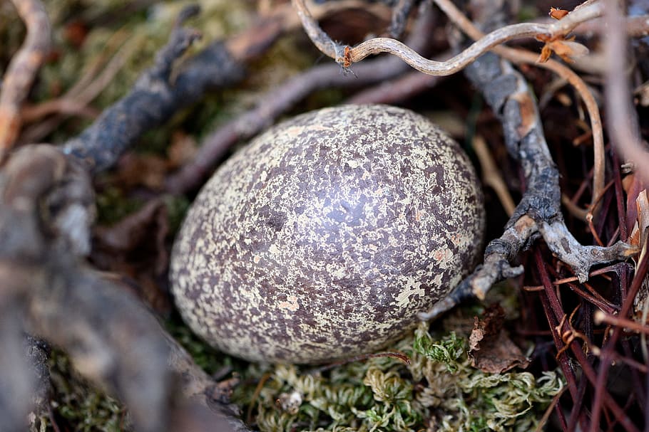 gray egg on nest, bird's nest, branches, moss, close, plant HD wallpaper