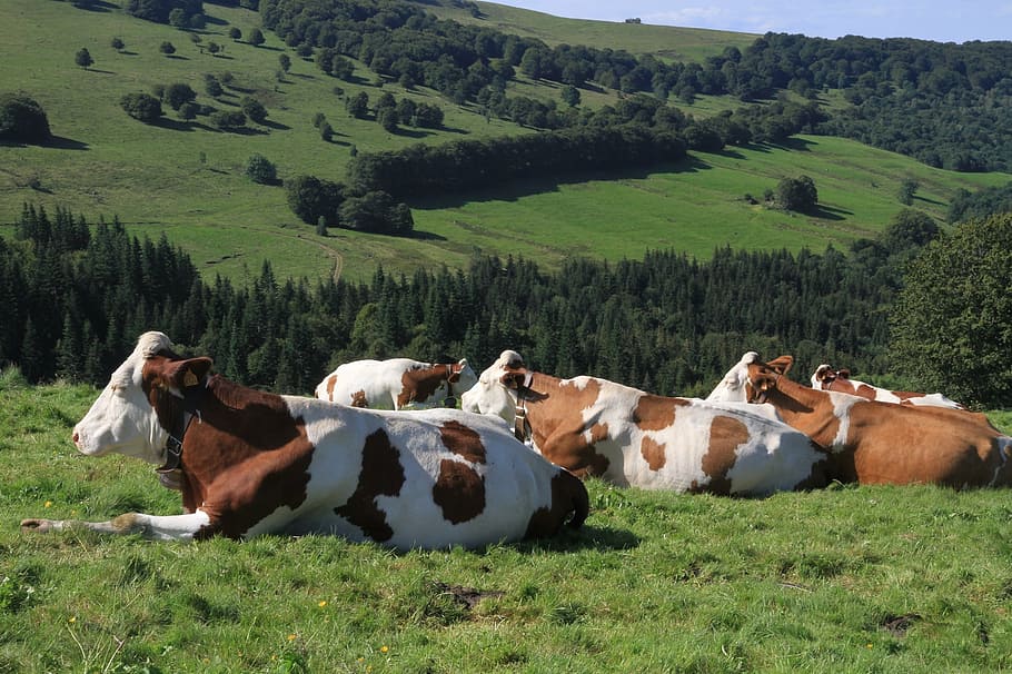 herd of hereford cattles, cows, farm, agriculture, livestock, HD wallpaper