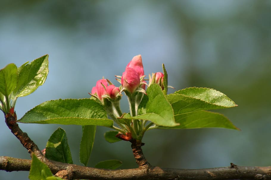 flower, bloom, blossom, apple, plant part, leaf, beauty in nature HD wallpaper