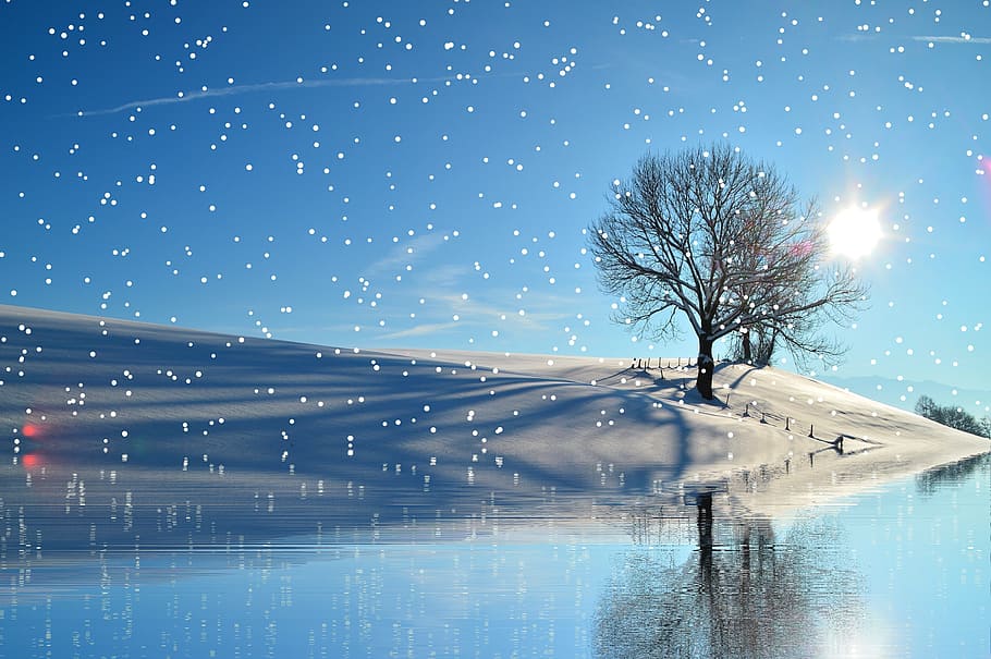 leafless tree beside river digital wallpaper, winter, snow HD wallpaper