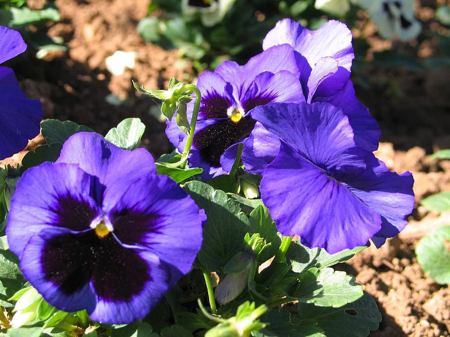flowers, blue, nature, flowering plant, fragility, vulnerability HD wallpaper