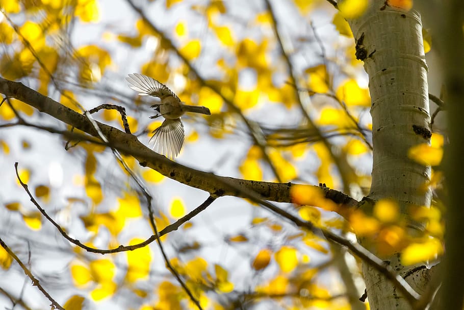 brown bird near yellow petaled tree, low-angle photography of gray bird flying over tree during daytime HD wallpaper