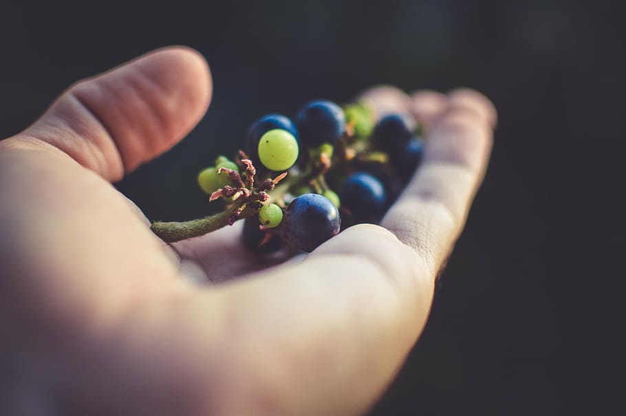 person holding blackberries, hand, leaf, fruits, grapes, foliage HD wallpaper