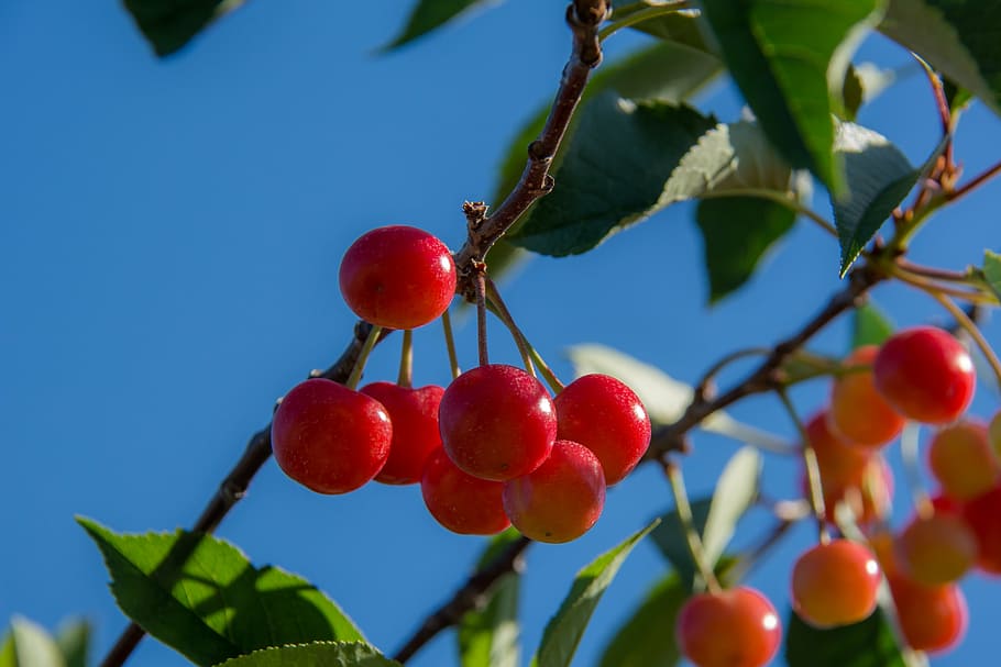 cherries, branch, cherry, red, agriculture, foliage, tree, fruit HD wallpaper