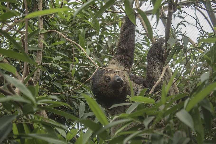 brown sloth hanging on tree during daytime, chilling, zoo, green HD wallpaper