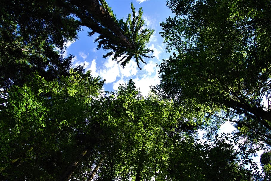 forest, trees, branches, nature, plants, trunk, into the woods HD wallpaper