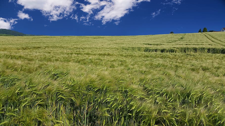 Wheat, Field, Summer, Sun, Sunny Day, beautiful, nature, view HD wallpaper