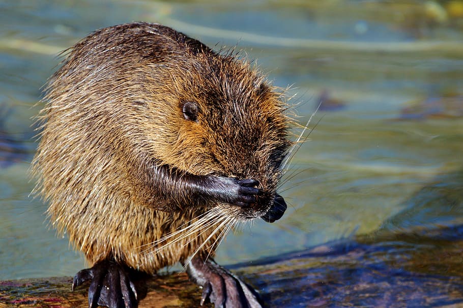 1170x2532px | free download | HD wallpaper: nutria, rodent, water rat ...