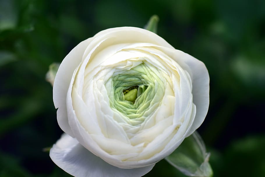 white petaled flower closeup photography, ranunculus, aisatischer buttercup