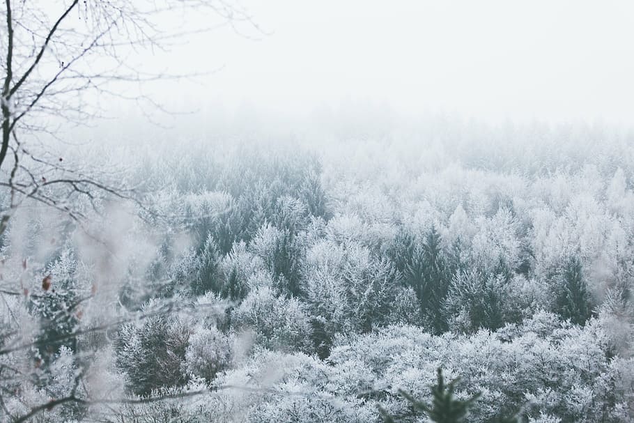 trees covered in snow during daytime, winter, mountain, landscape HD wallpaper