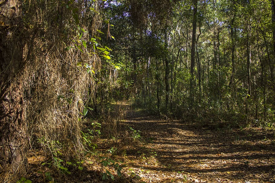 Forest, Trees, Nature, Wood, Spring, forest trees, trunk, scenery HD wallpaper
