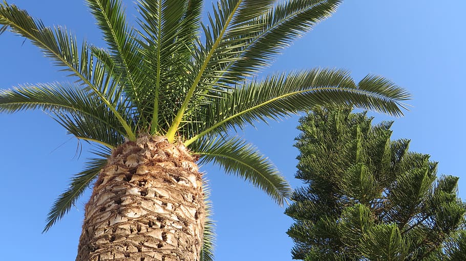 palm tree, relaxation, summer, vacation, tropical climate, plant HD wallpaper