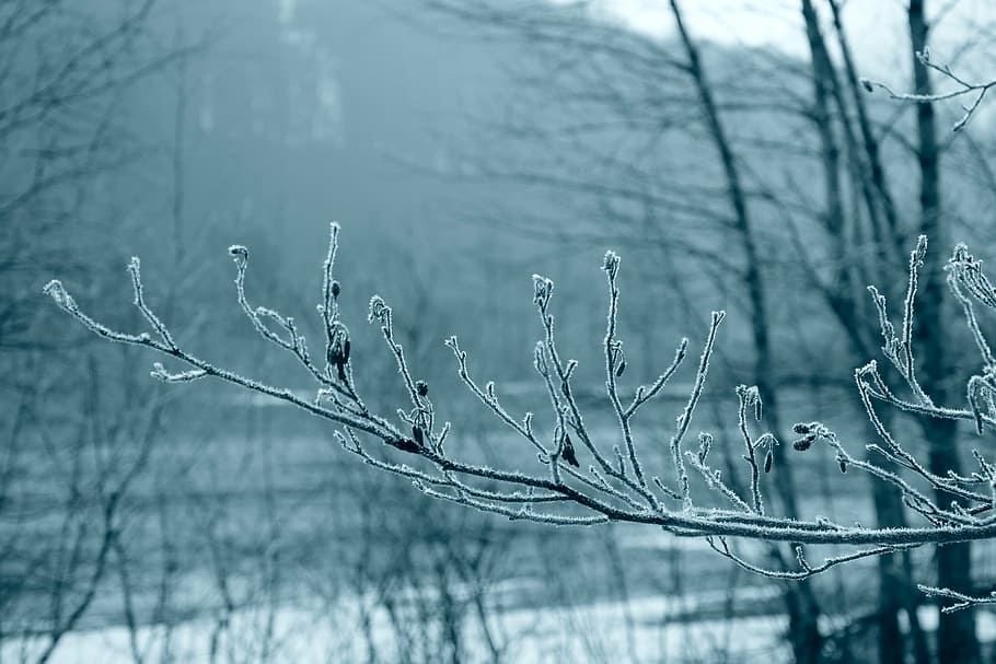 frost, cold, winter, frozen, hoarfrost, branch, autumn, winter time HD wallpaper