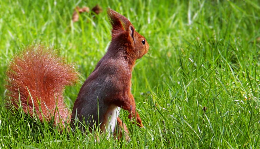 brown squirrel, tree squirrels, grass, nature, animal, mammal HD wallpaper