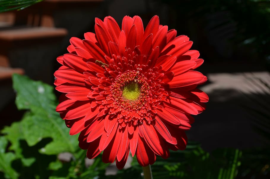 flower, red, salento, flowering plant, petal, freshness, beauty in nature, HD wallpaper
