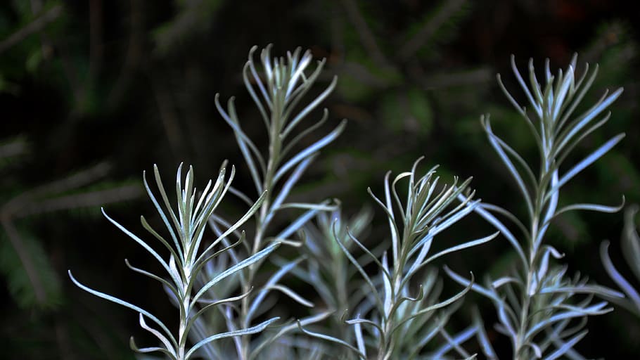 lavender, nature, ash grey, plant, growth, focus on foreground HD wallpaper