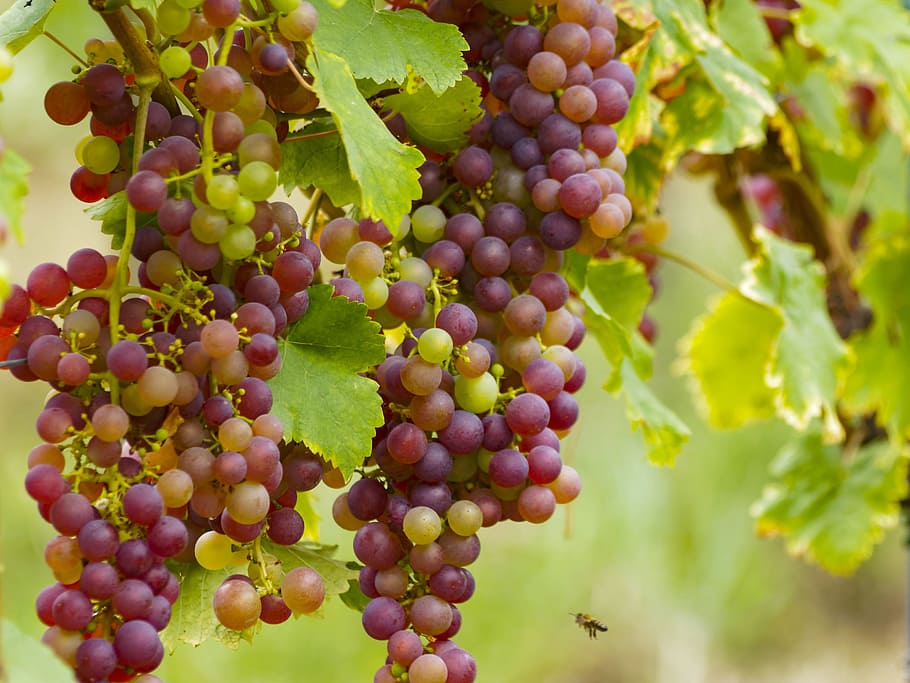 Vineyards, Grapes, Fruit, Wines, Wines, Vines, nature, leaves HD wallpaper