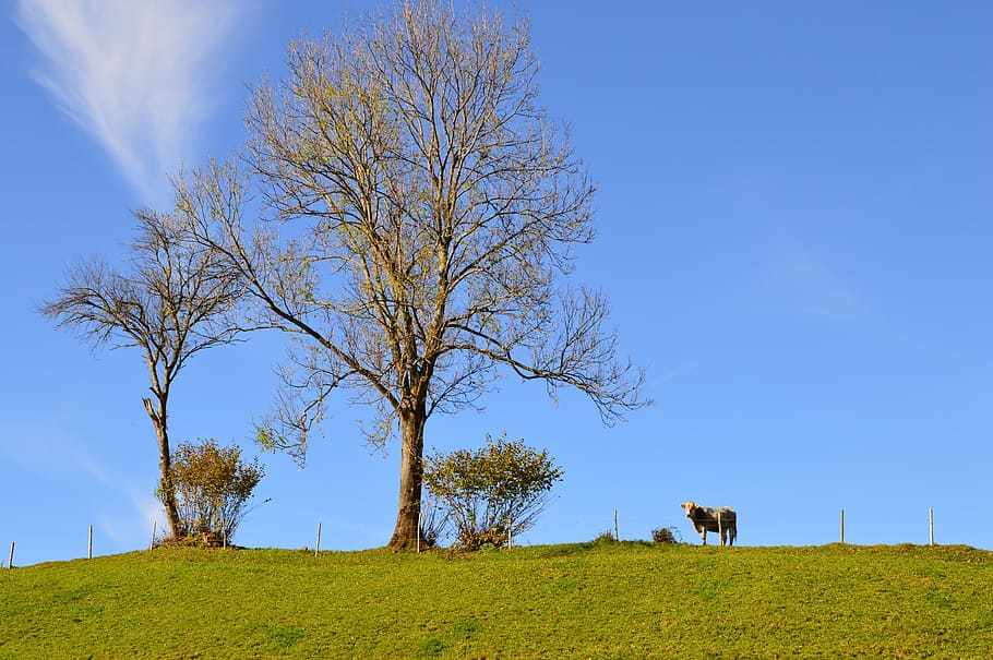 Cow, Tree, Sky, Blue Sky, Autumn, grass, pasture, field, agriculture HD wallpaper