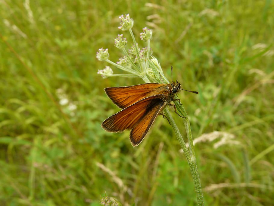 butterfly, brown, insect, nature, fauna, arthropod, animal themes HD wallpaper