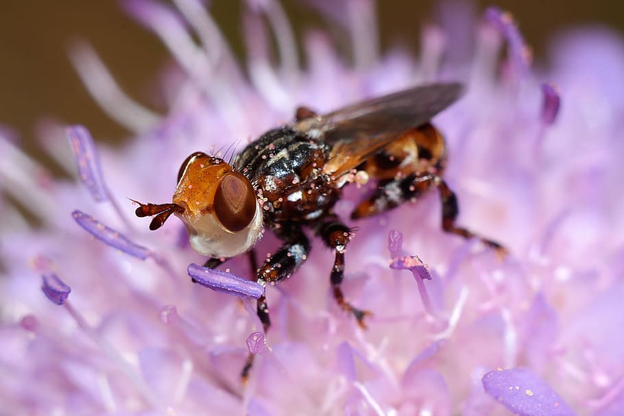 bow tie, insect, macro, closeup, nature, animal themes, one animal HD wallpaper