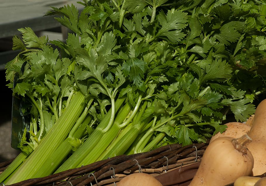 bunch of celery, vegetables, turnips, green, food and drink HD wallpaper