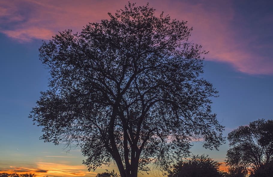 tree, sunset, nature, sunrise, landscape, sunlight, sky, summer HD wallpaper