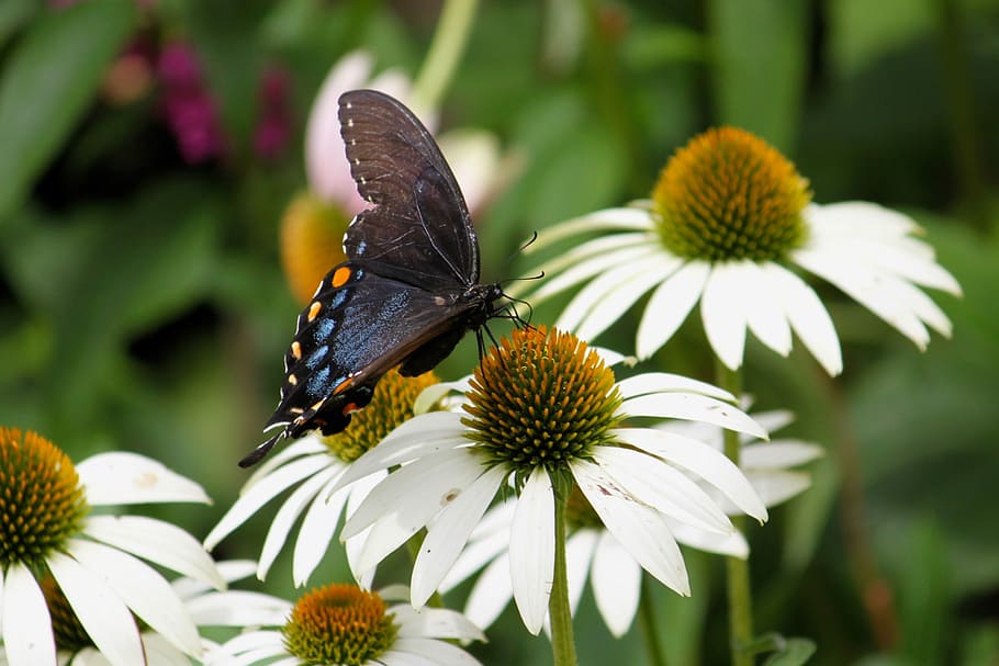 Butterfly, Moth, Wing, Insect, White, wildlife, black, summer HD wallpaper
