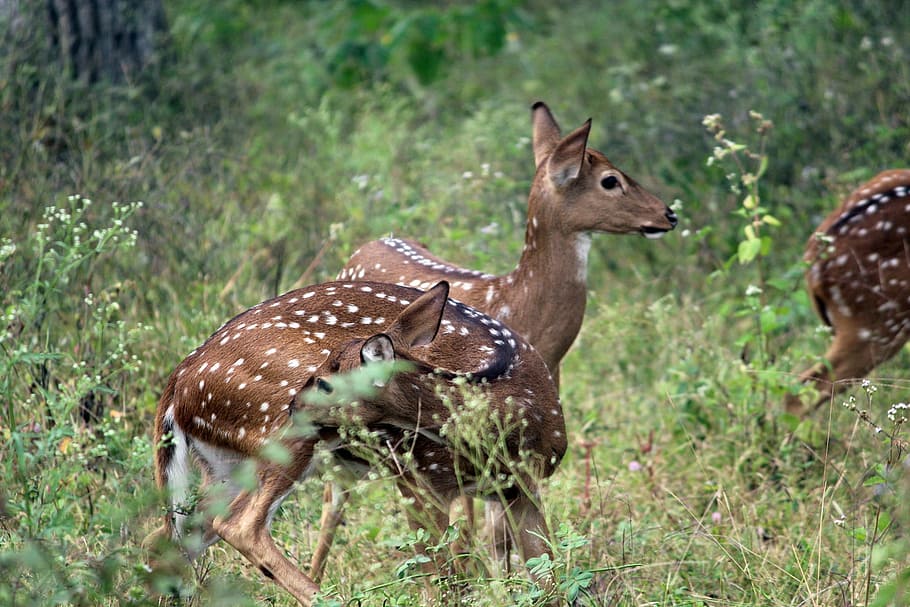Deer, Forest, Wildlife, Nature, Animal, natural, animals In The Wild HD wallpaper