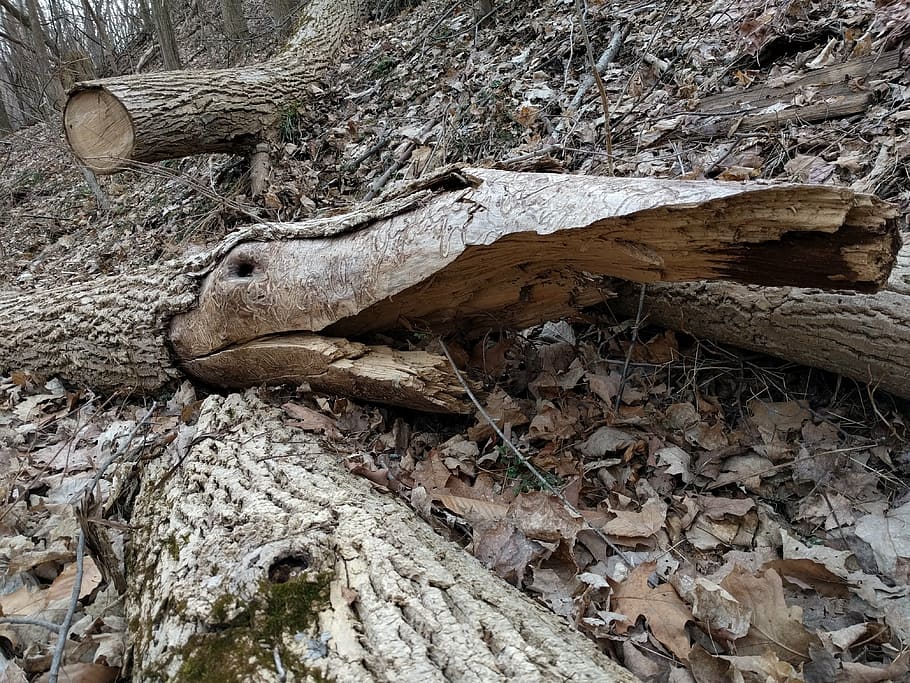 log, wood, fallen trees, crocodile, alligator, imagination HD wallpaper