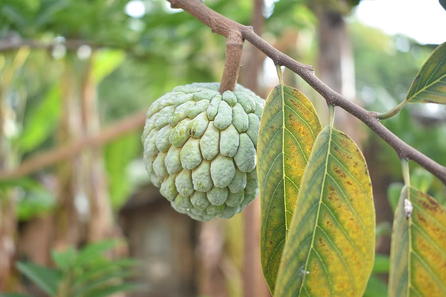sugar apple, fruit, raw, green, garden, food, summer, focus on foreground HD wallpaper