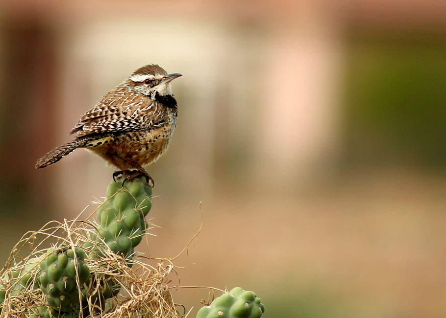 depth of field photography of brown bird, Wren, Nature, Wildlife, HD wallpaper
