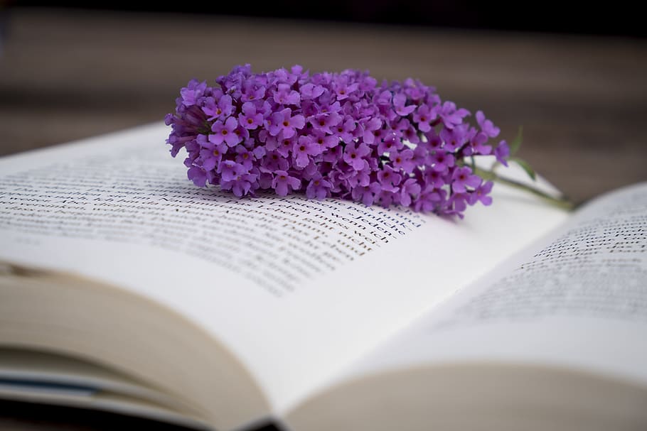 purple cluster flowers on top of opened book, education, pages, HD wallpaper