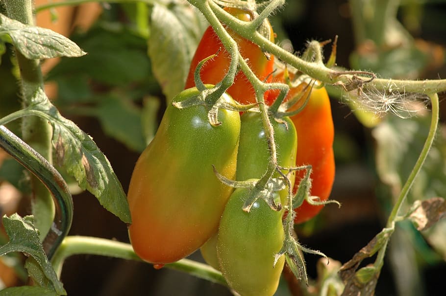 food, fruit, leaf, nature, plant, tomato, growth, food and drink HD wallpaper