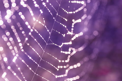 macro photography of spider web, cobweb, network, spin threads HD wallpaper